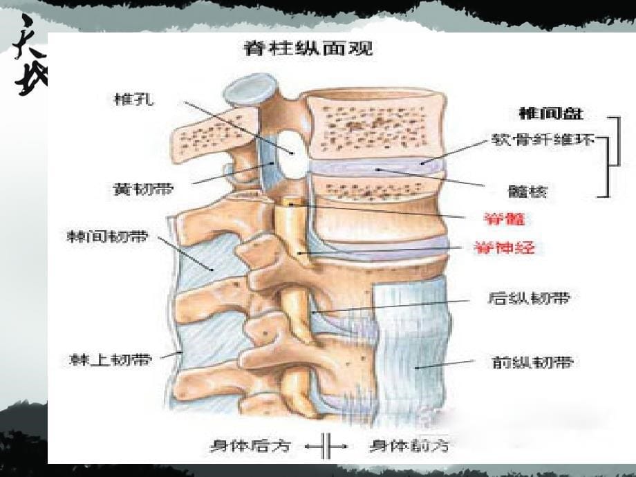 疼痛科特色治疗PPT课件_第5页