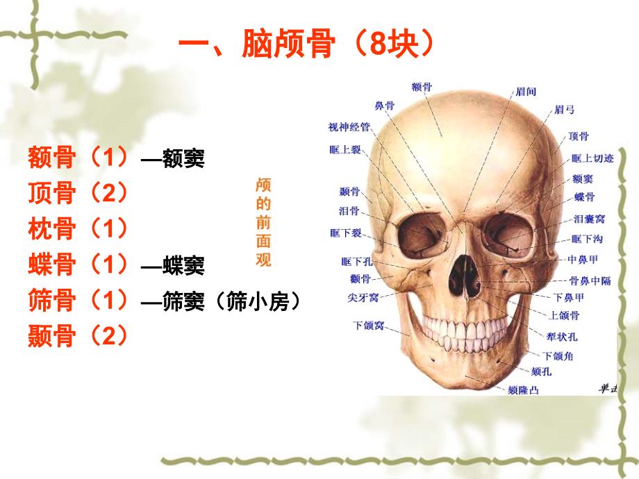 正常人体解剖学之颅骨PPT课件_第3页