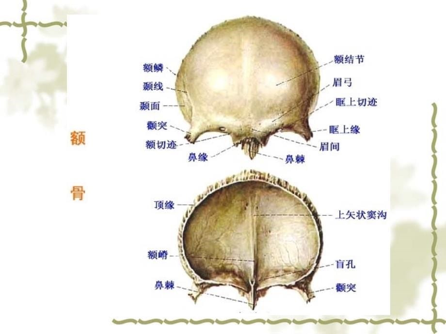 正常人体解剖学之颅骨PPT课件_第5页