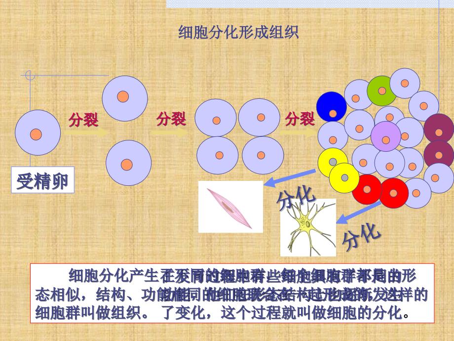 动物体的结构层次课件精编版_第4页