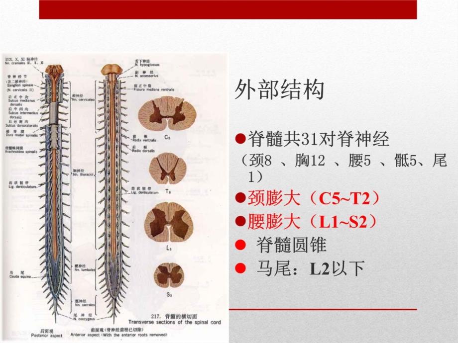 脊髓疾病幻灯片课件_第3页