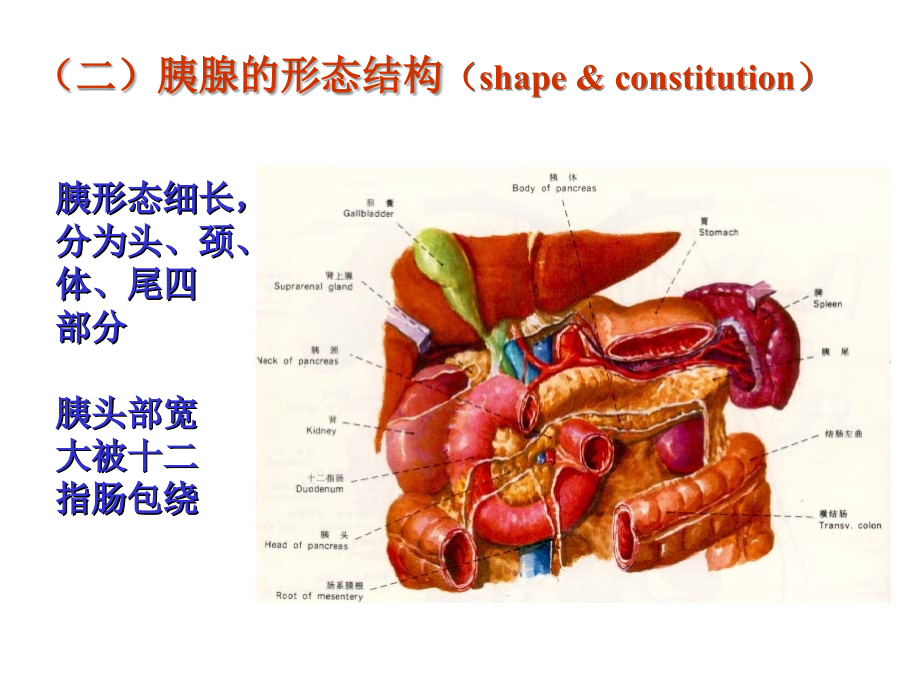 急性胰腺炎病因保山中医药高等专科学校PPT课件_第4页