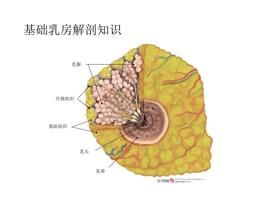 《精编》微创乳腺活检技术研讨_第2页