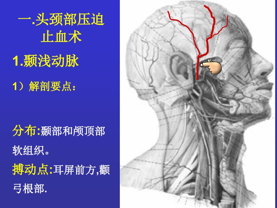 动脉压迫止血PPT课件_第3页