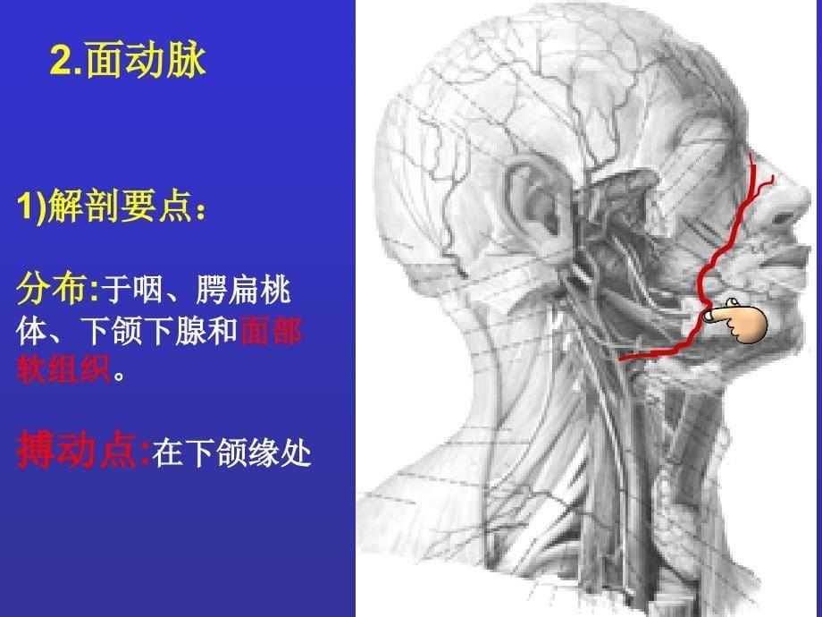 动脉压迫止血PPT课件_第5页