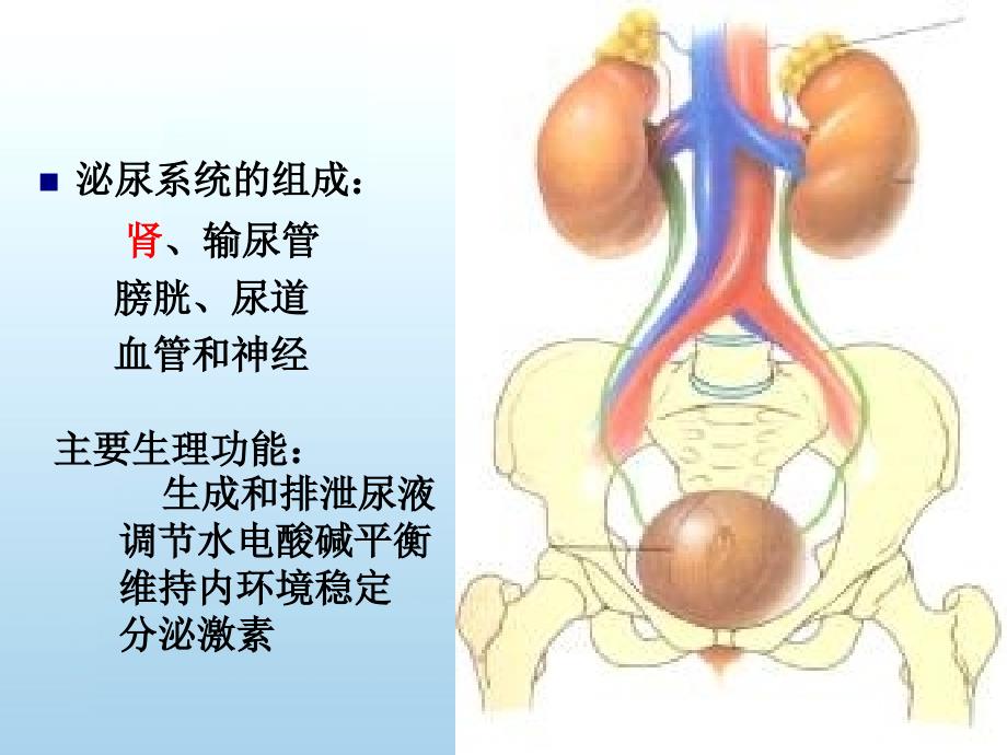 泌尿总论护理PPT课件_第2页