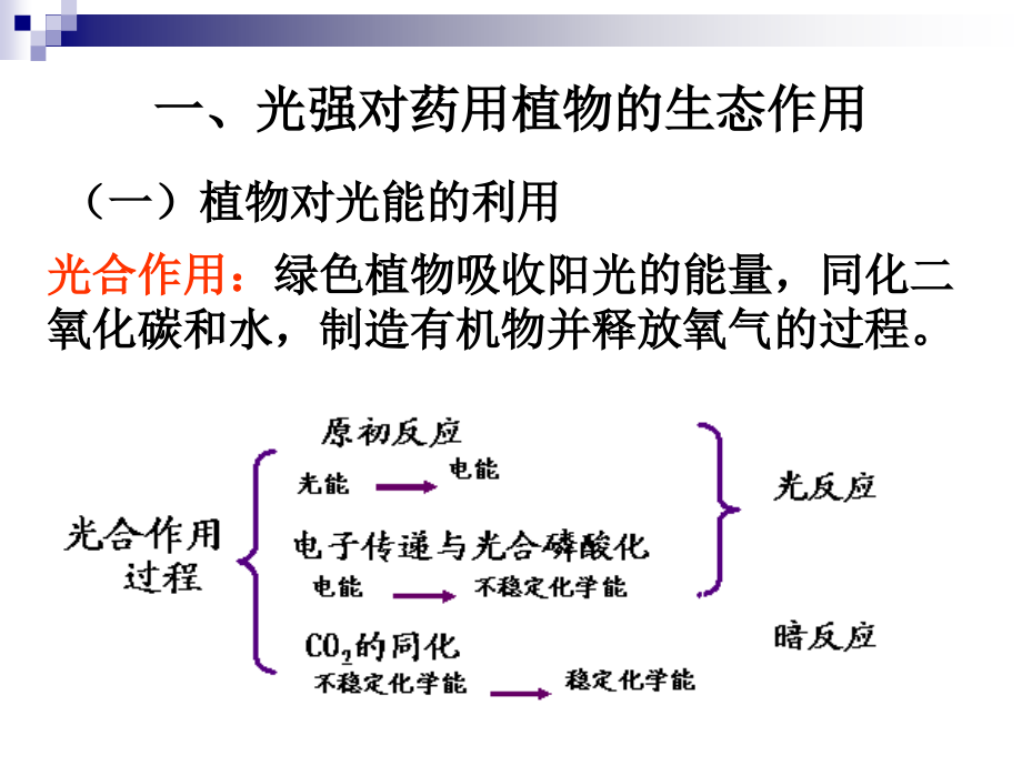 药用植物与光PPT课件_第3页