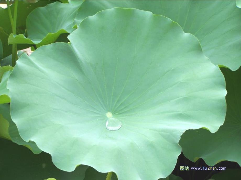 锦界一小刘芳一年级《荷叶圆圆》知识讲解_第4页