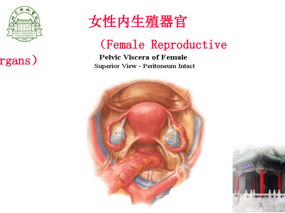 女性生殖系统炎症协和PPT课件_第4页