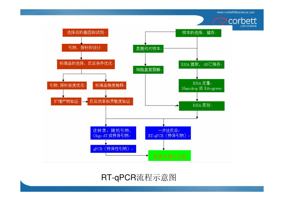 荧光定量PCR实验设计及结果分析_第3页