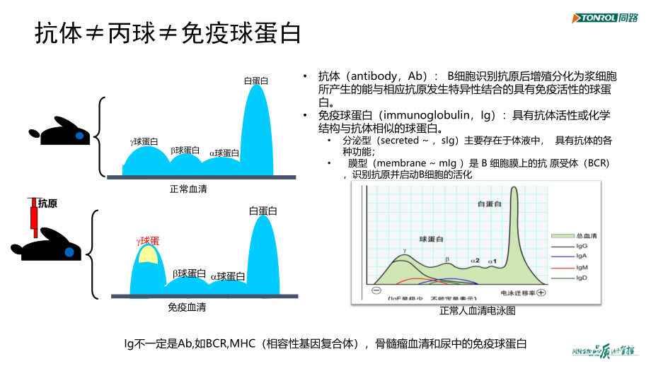 2020年整理免疫球蛋白与抗体（五月二十六）.ppt_第2页