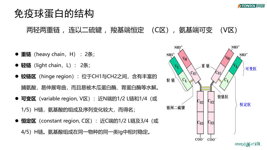 2020年整理免疫球蛋白与抗体（五月二十六）.ppt_第4页