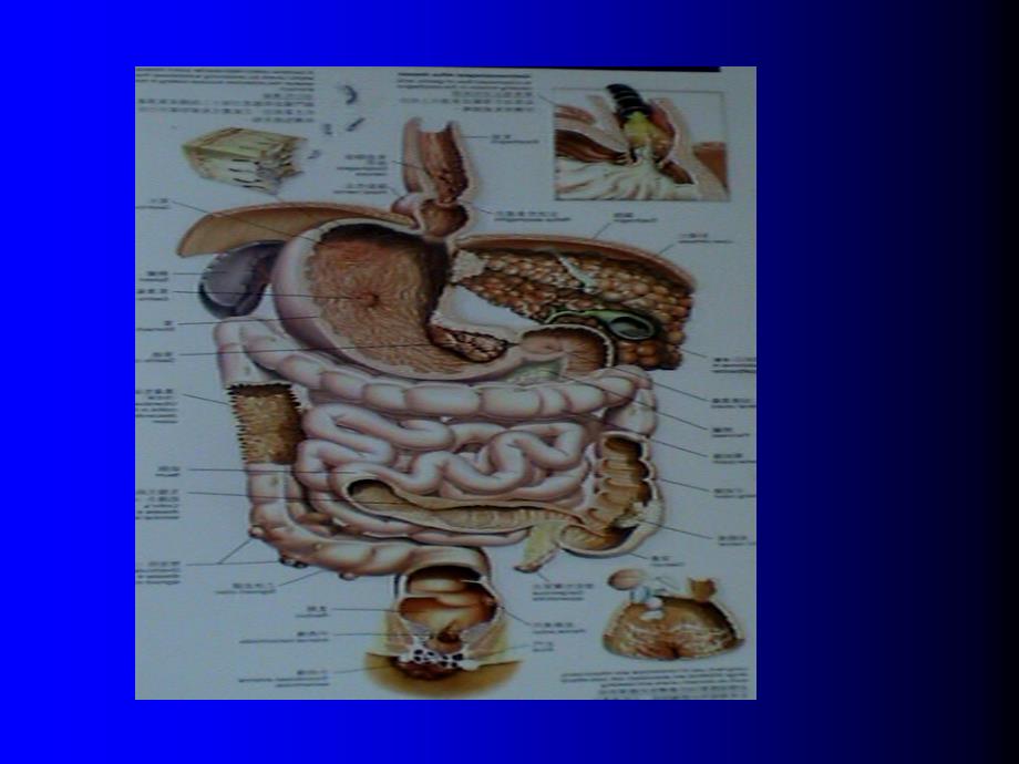 中内便秘PPT课件_第2页