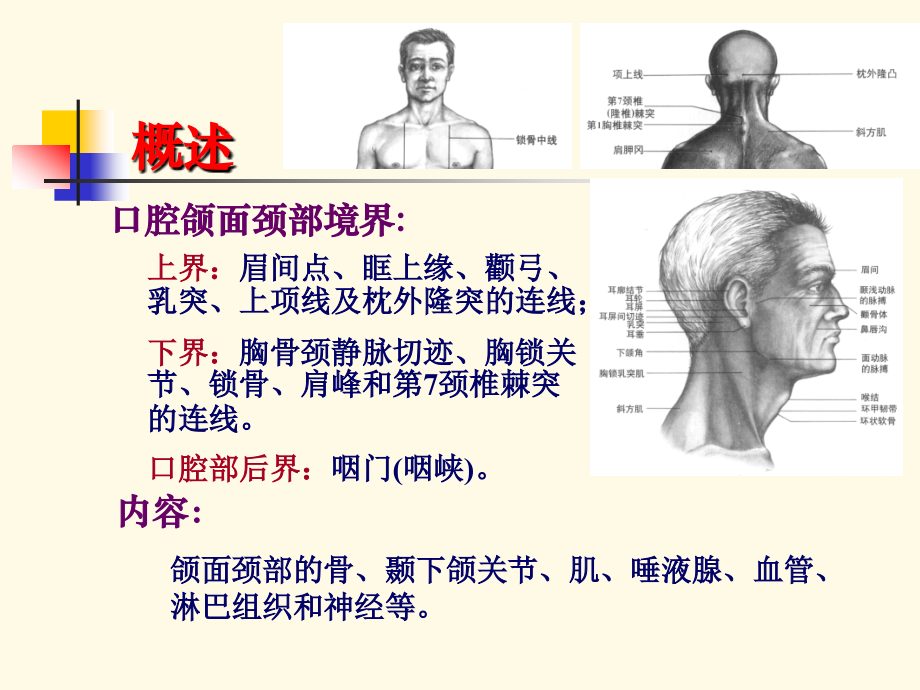 口腔颌面部与颈部解剖PPT课件_第2页