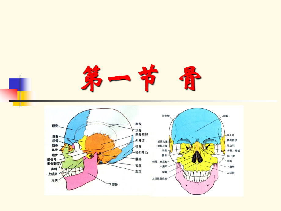 口腔颌面部与颈部解剖PPT课件_第3页