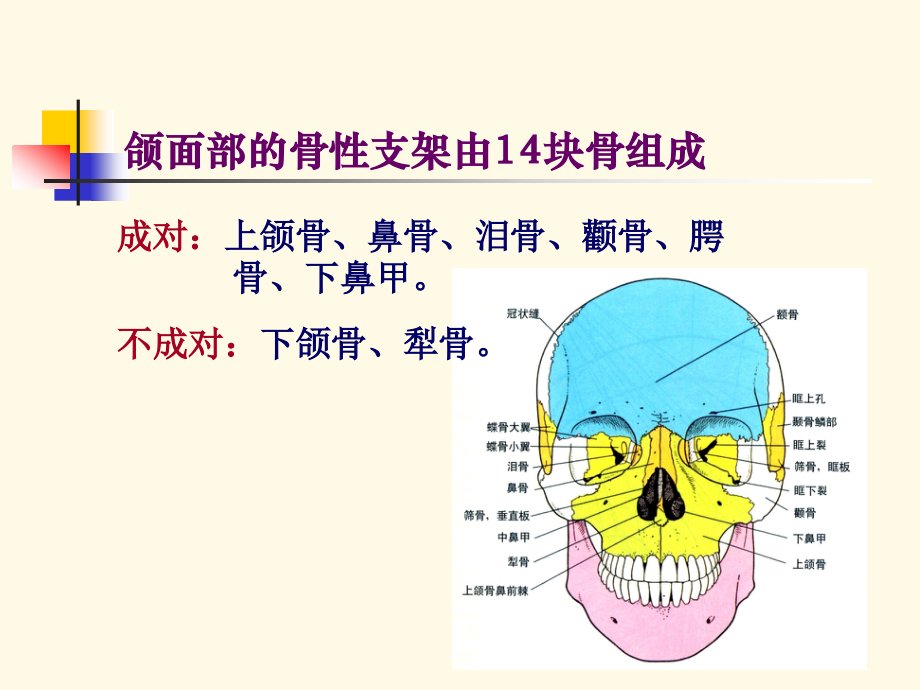 口腔颌面部与颈部解剖PPT课件_第4页