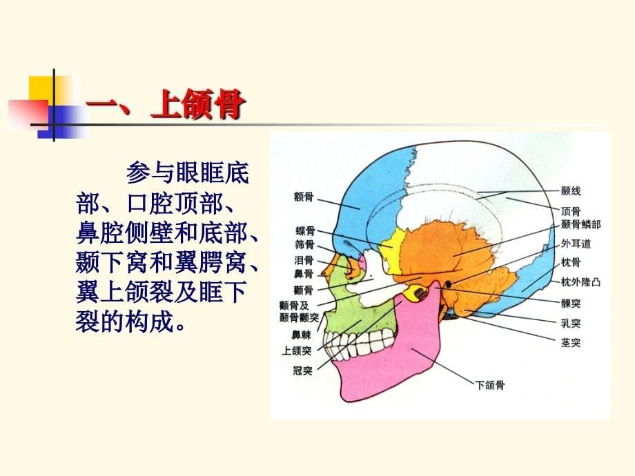 口腔颌面部与颈部解剖PPT课件_第5页