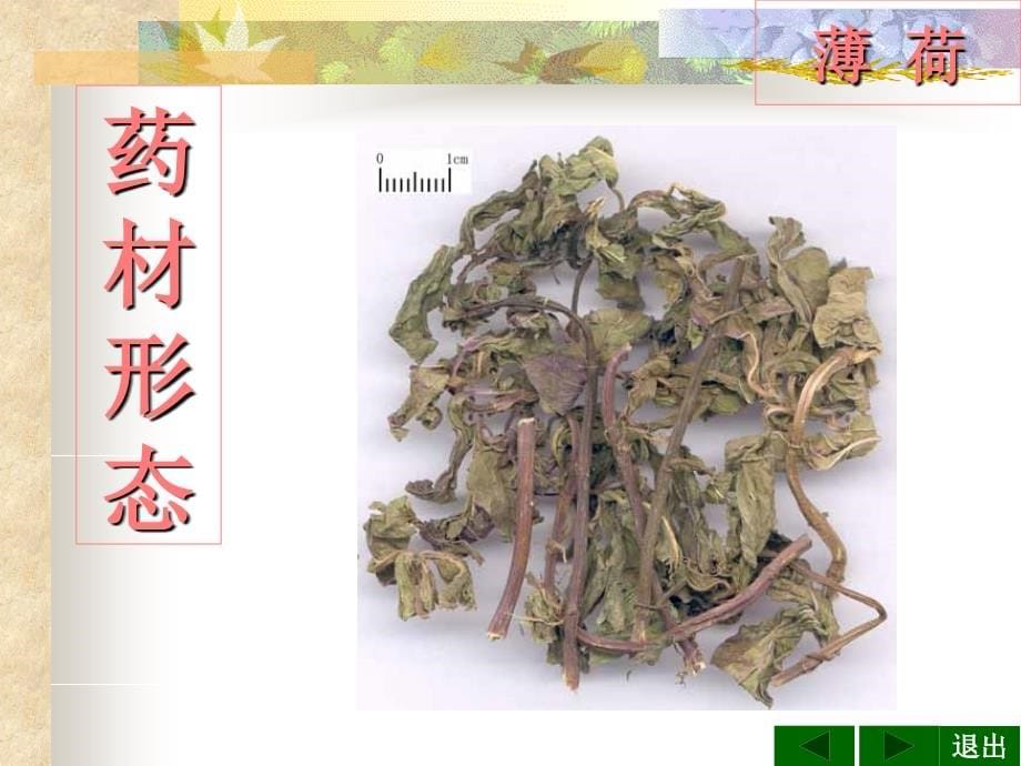 第章第二节发散风热药PPT课件_第5页