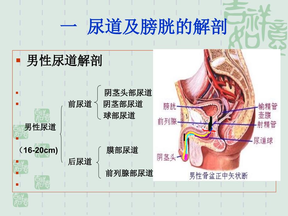 导尿术操作并发症PPT课件_第3页