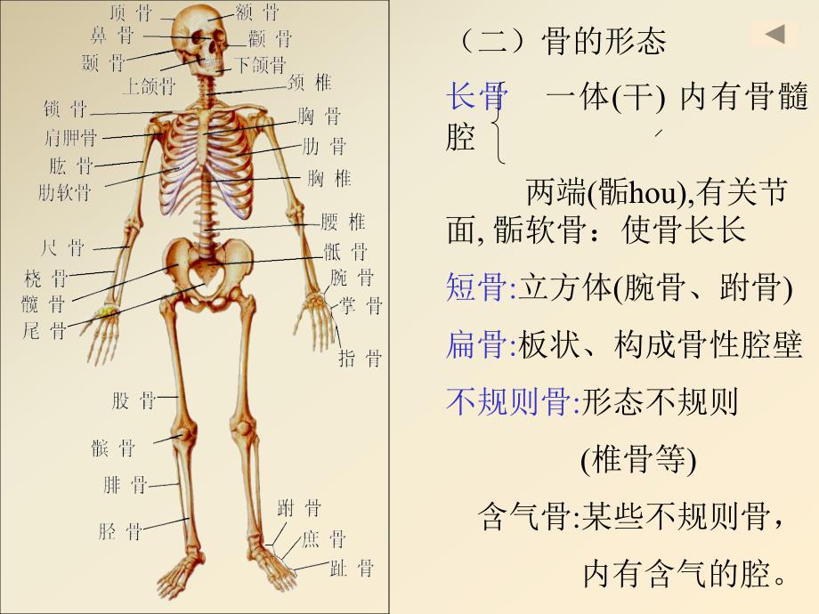 正常人体解剖学第一章运动系统骨学PPT课件_第3页