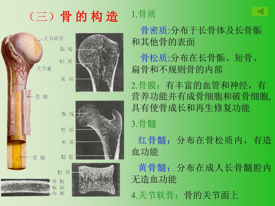 正常人体解剖学第一章运动系统骨学PPT课件_第4页