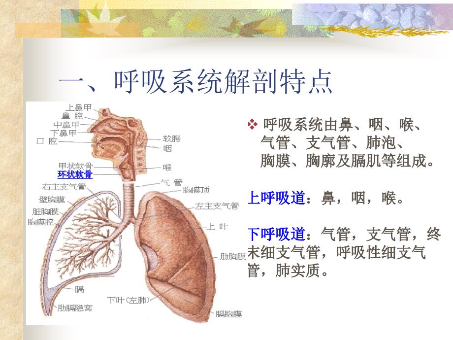 呼吸道疾病护理管理讲课用PPT课件_第4页