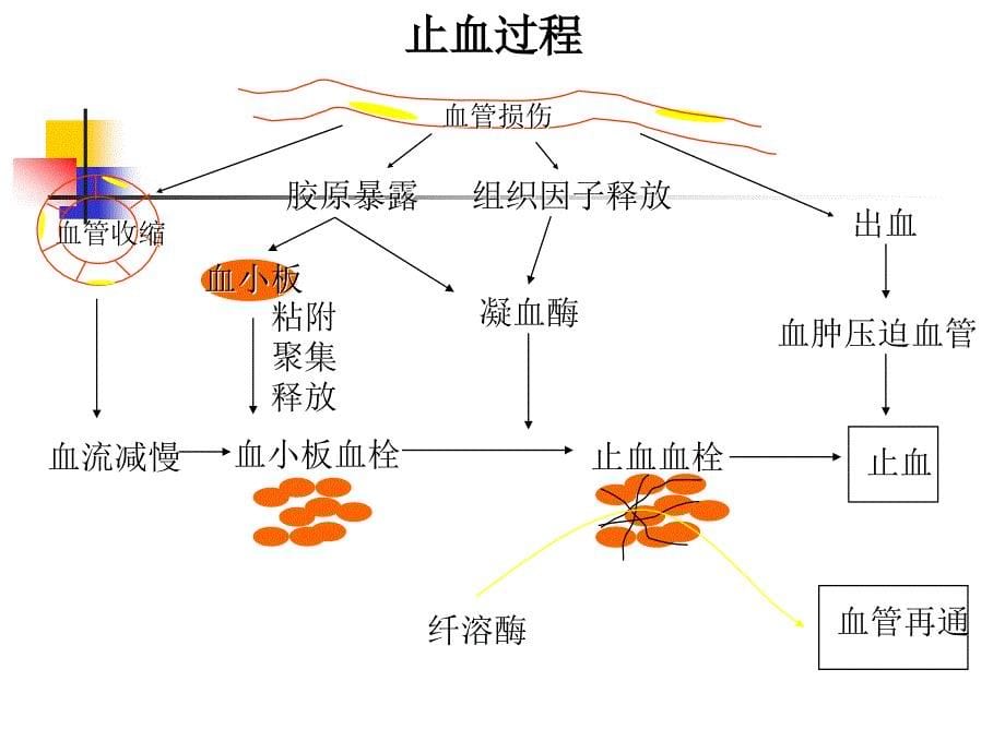 血栓和止血检测PPT课件_第5页