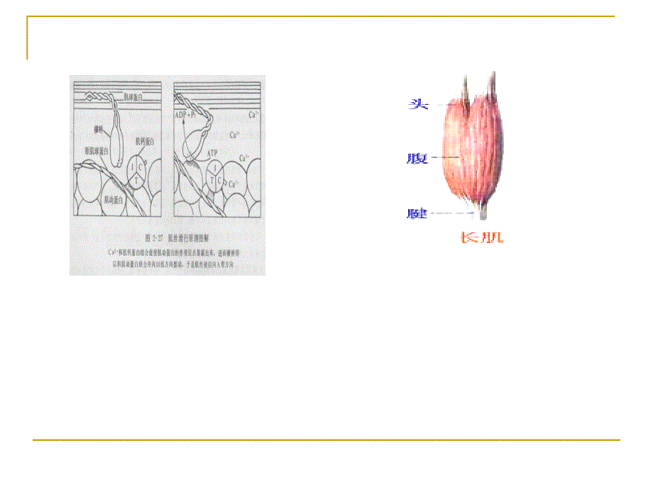 生物化学糖代谢PPT课件_第2页