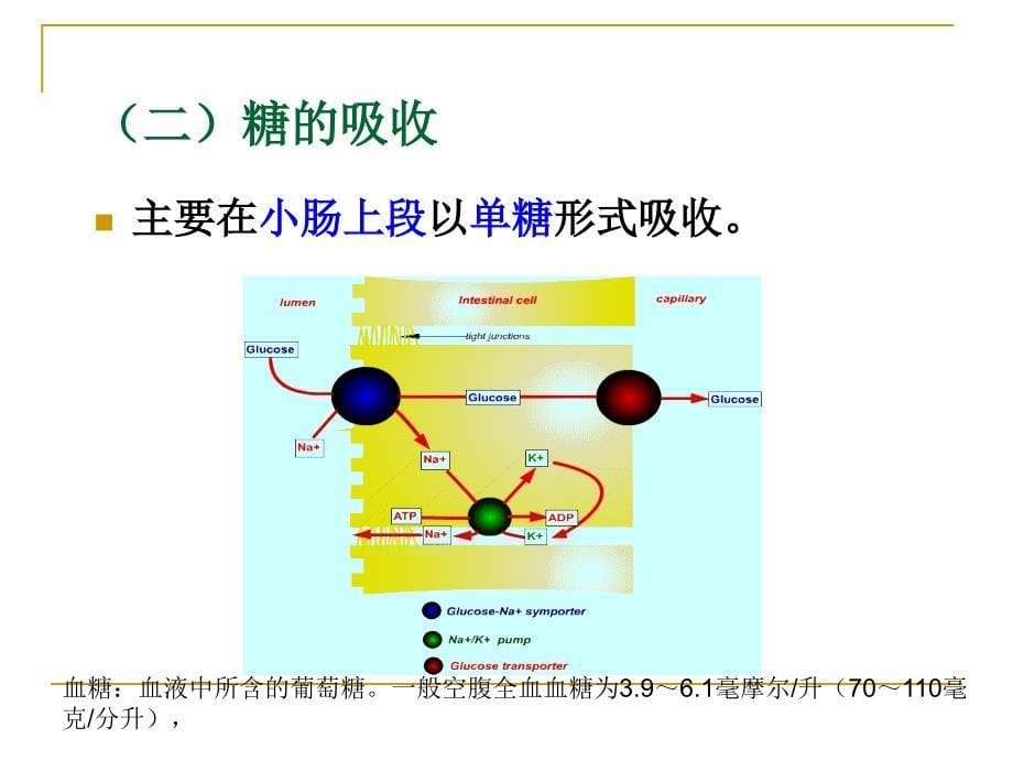 生物化学糖代谢PPT课件_第5页