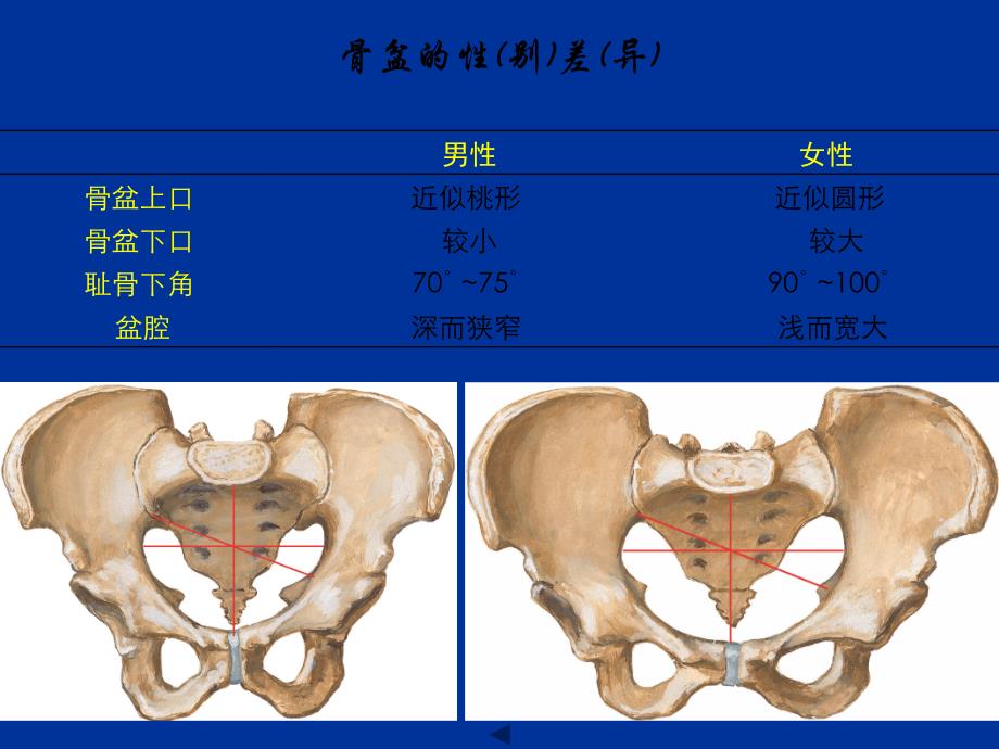 运动系统PPT课件_第1页