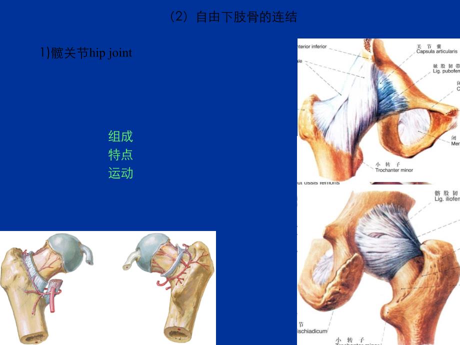 运动系统PPT课件_第2页