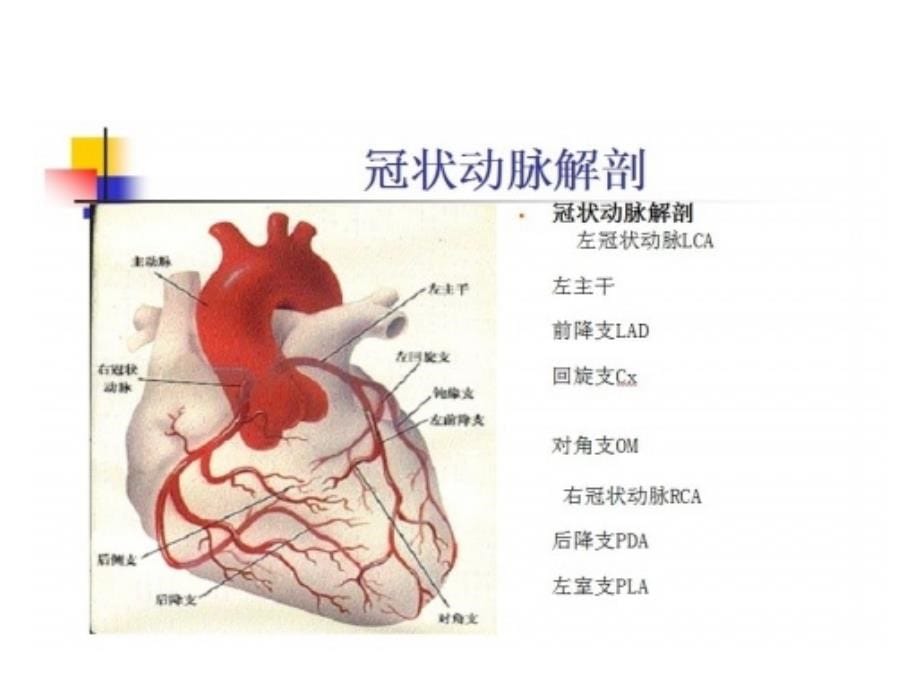 冠状动脉粥样硬化性心脏病人的护理（五月二十六）.ppt_第5页