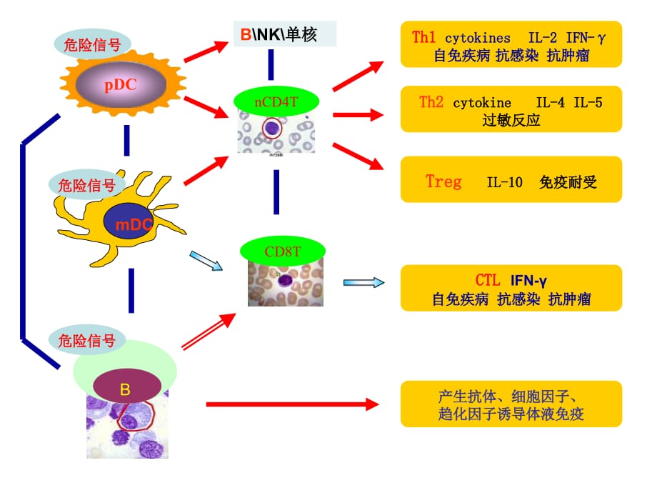 再障诊疗共识PPT课件_第4页