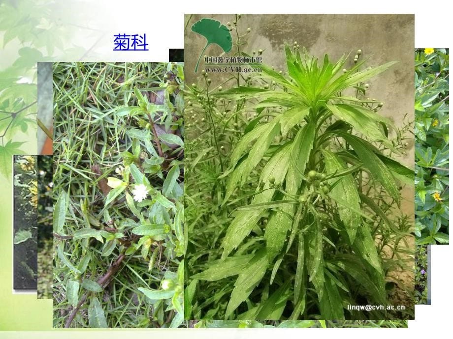 植物科属及常见植物PPT课件_第5页