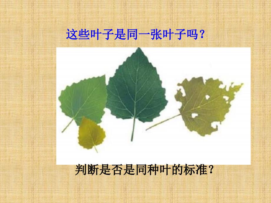 教科版科学三上《植物发生了什么变化》PPT课件11精编版_第2页