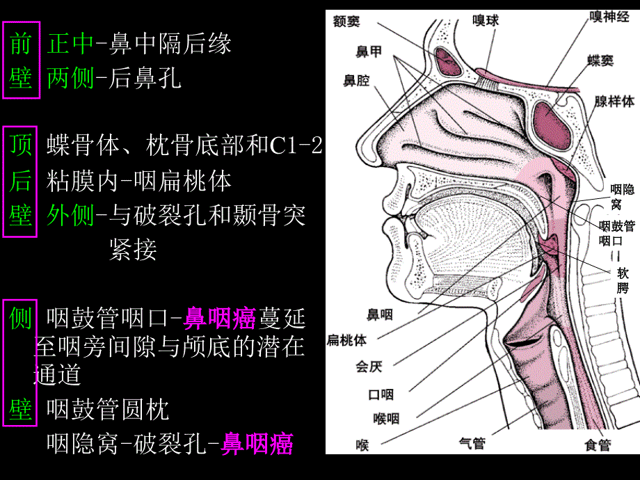 鼻咽部的解剖PPT课件_第4页