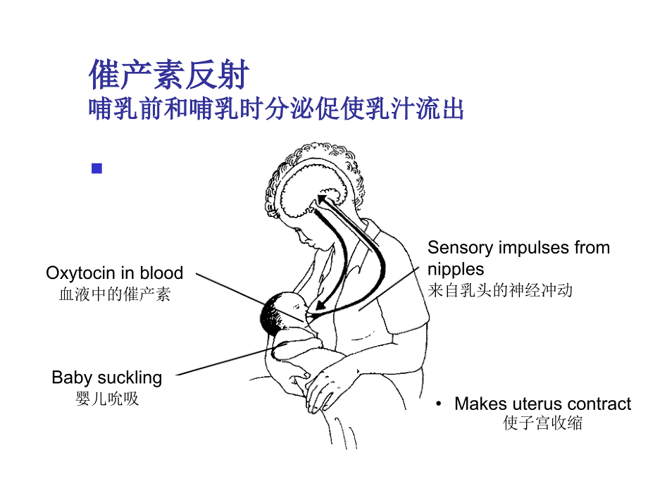 《精编》母乳喂养的机制讲义_第4页