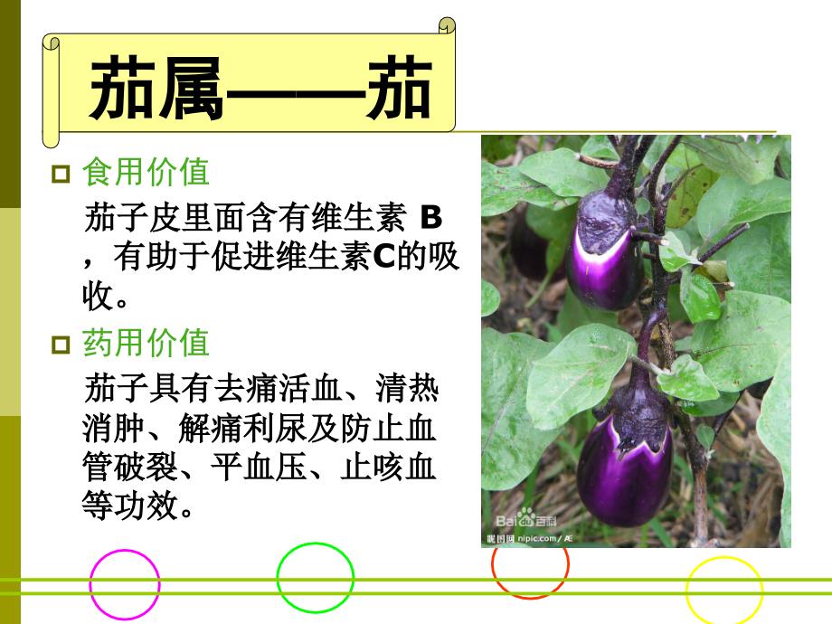 茄科资源植物PPT课件_第4页