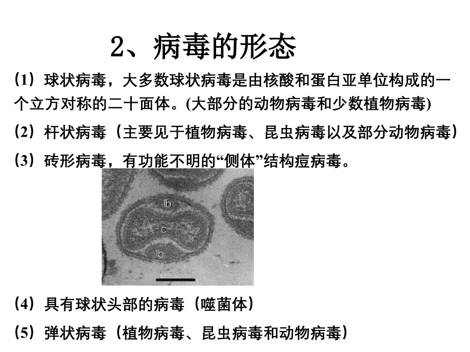 病毒学第二章 病毒的形态与结构（五月二十六）.ppt_第4页