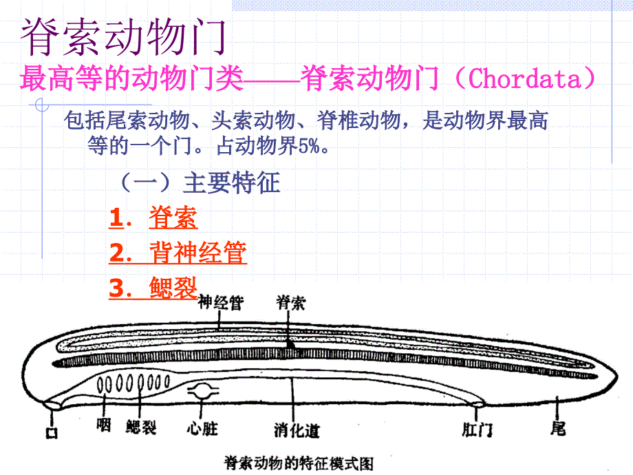 第章动物界脊索动物门PPT课件_第1页