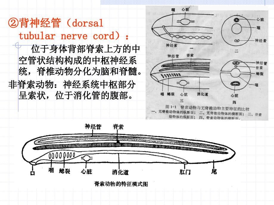 第章动物界脊索动物门PPT课件_第3页