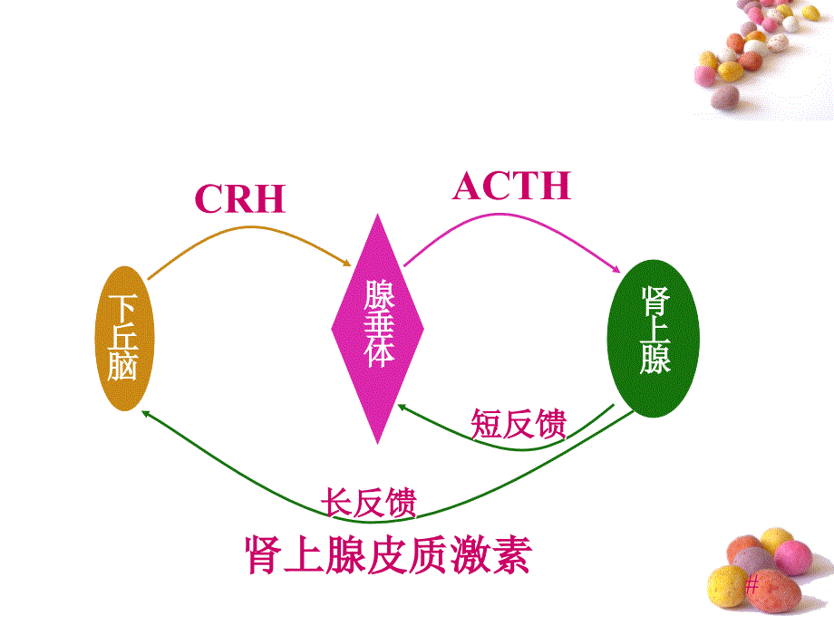 糖皮质激素PPT课件_第3页