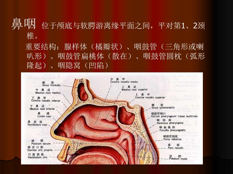 咽解剖生理课件PPT课件_第4页