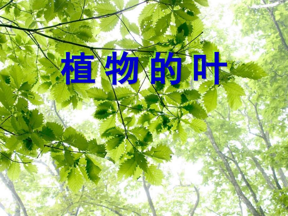 教科版小学科学三年级上册第一单元《植物的叶》课件教学提纲_第1页