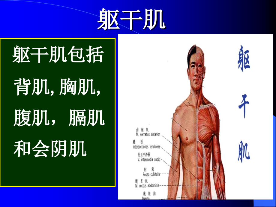 躯干肌教学提纲_第1页