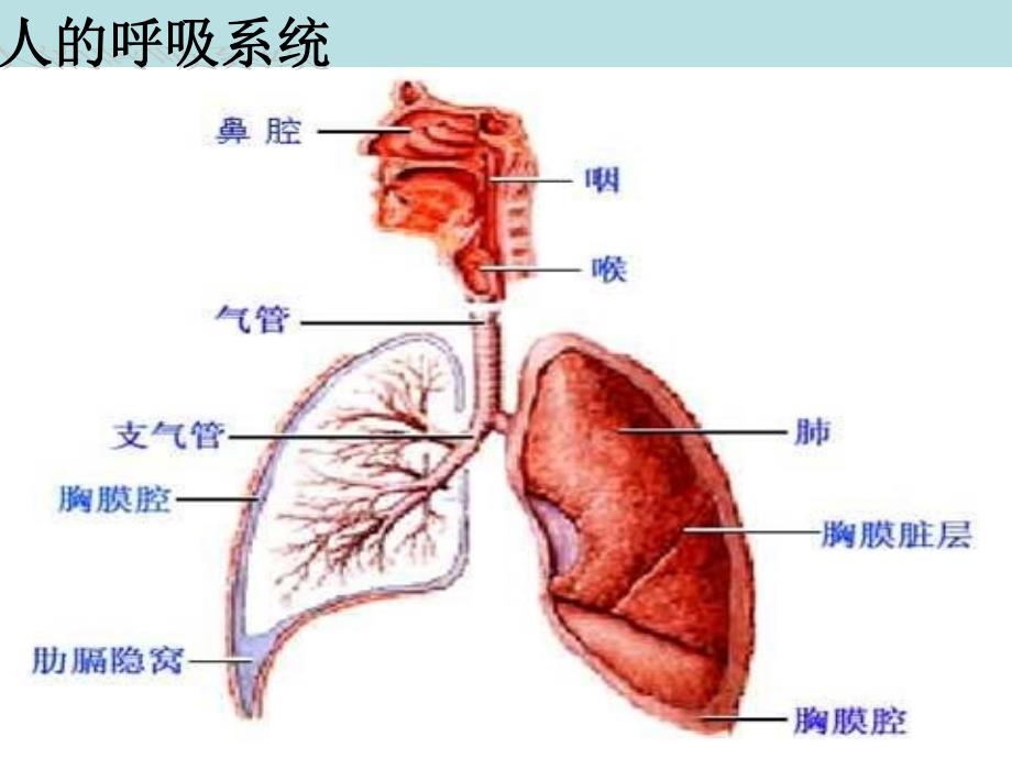 人的呼吸(大班健康)讲课教案_第4页