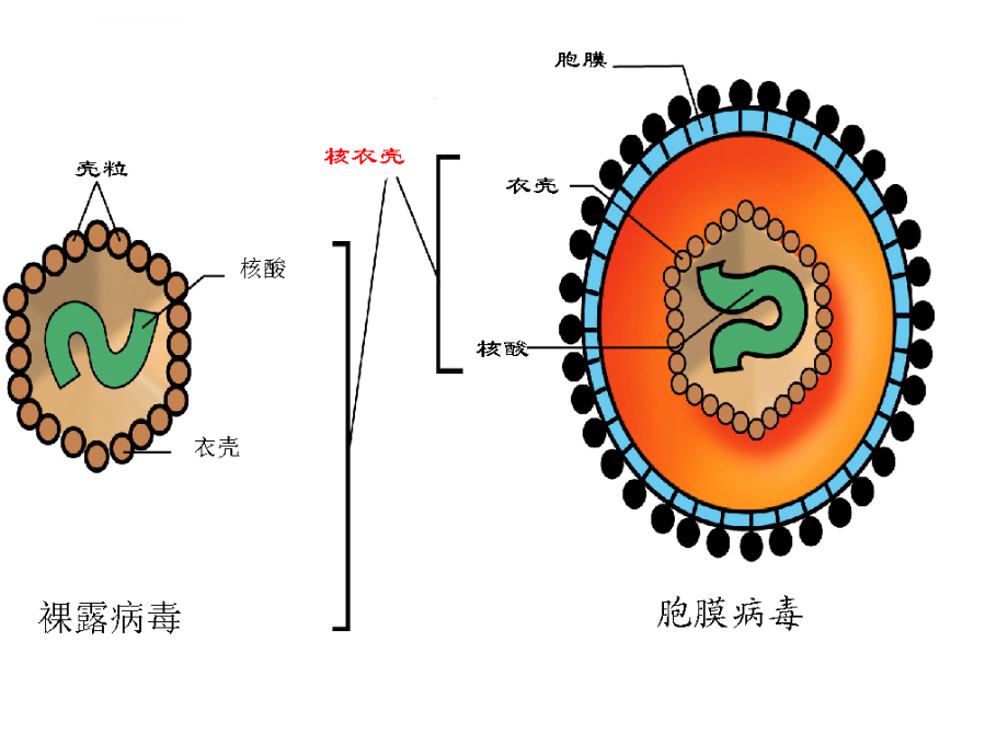 微生物学课件_病毒总论_第4页