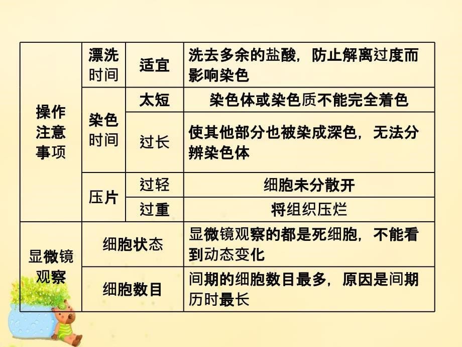 2017届高三生物一轮复习 第四单元 细胞的生命历程 第二讲 观察根尖分生组织的有丝分裂（实验课）课件（必修1）_第5页