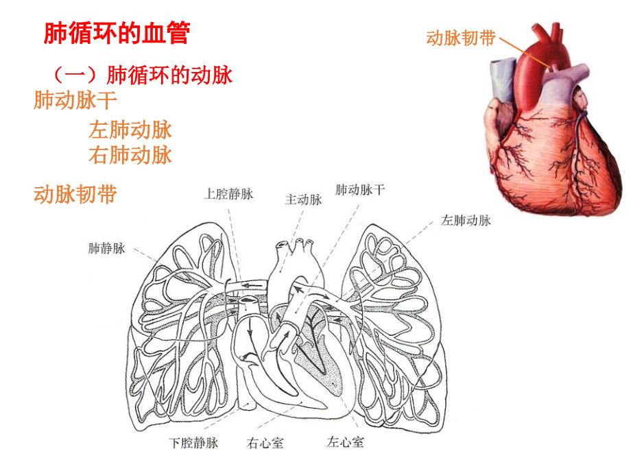肺循环的血管（五月二十六）.ppt_第2页