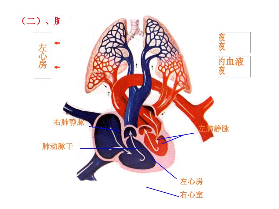 肺循环的血管（五月二十六）.ppt_第3页